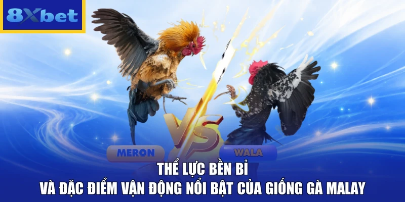 Thể lực bền bỉ và đặc điểm vận động nổi bật của giống gà Malay 